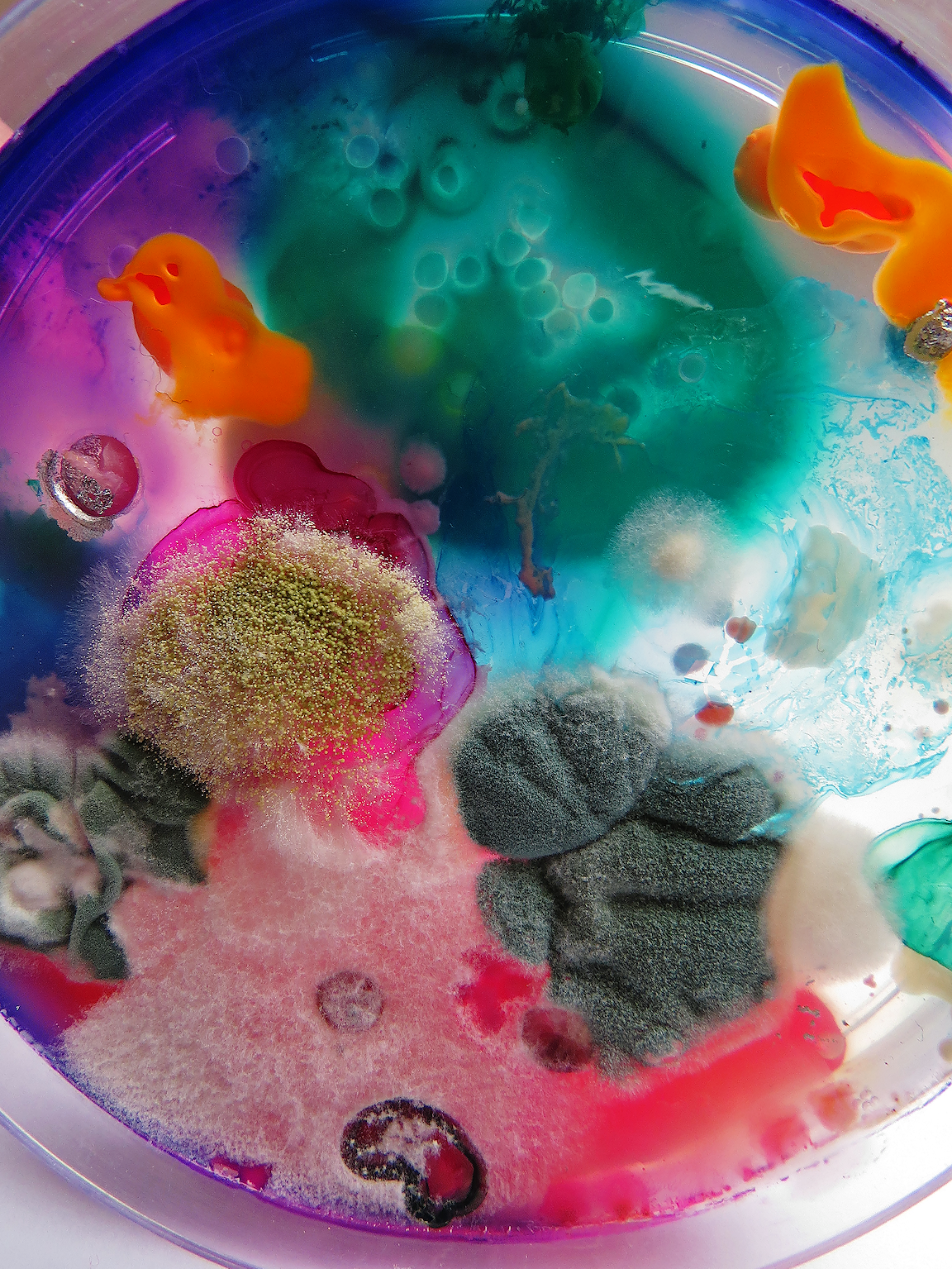 A petri dish full of turquoise, blue, and pink molds.